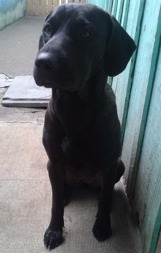 Cachorro ra a Poodle e SRD ( SHARPEI COM SRD) idade 1 ano nome Billy e Neguinha