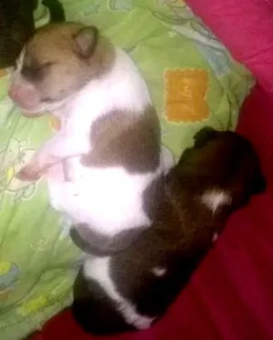 Cachorro raça SRD idade Abaixo de 2 meses nome lindos filhotes