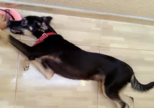 Cachorro raça Mista idade 7 a 11 meses nome Hendy pandora plebeya