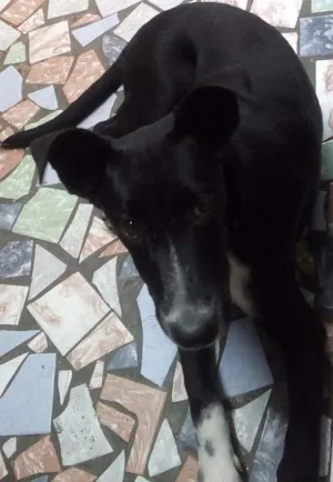 Cachorro raça SRD idade 2 a 6 meses nome Sofia