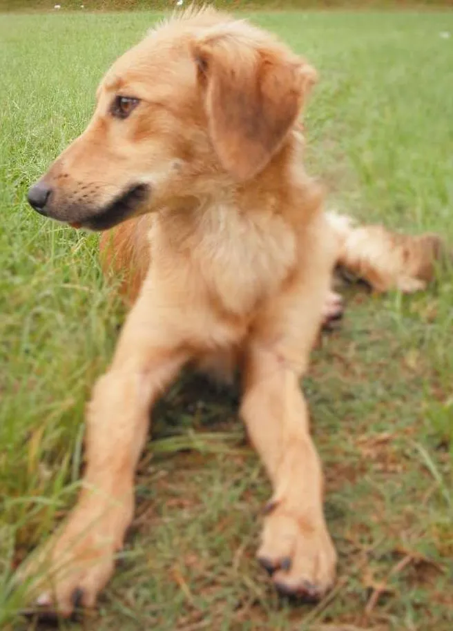 Cachorro ra a SRD idade 7 a 11 meses nome Sem nome
