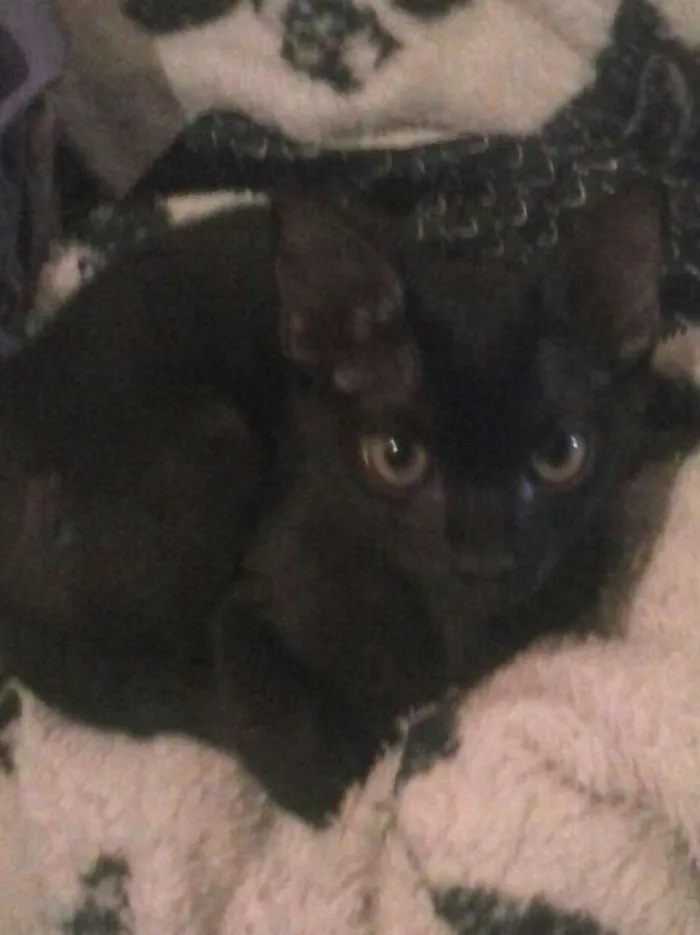 Gato ra a nao sei idade 2 a 6 meses nome Luna