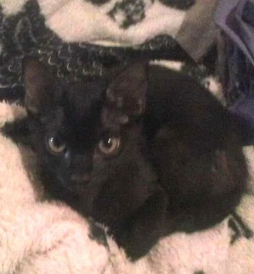 Gato ra a nao sei idade 2 a 6 meses nome Luna