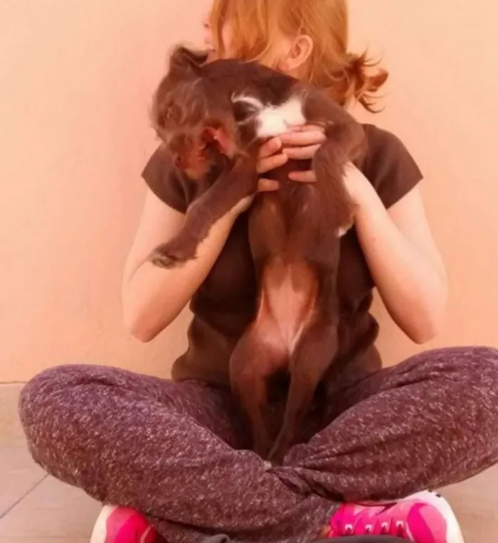 Cachorro ra a sem raça definida idade 2 a 6 meses nome Catarina