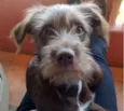 Catarina