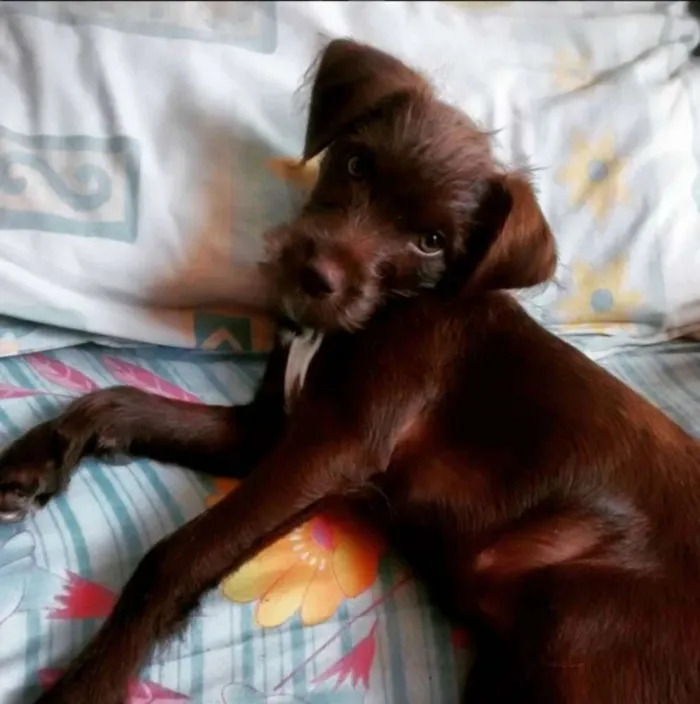 Cachorro ra a sem raça definida idade 2 a 6 meses nome Catarina