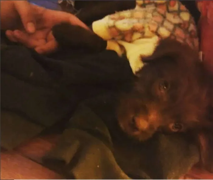 Cachorro ra a sem raça definida idade 2 a 6 meses nome Catarina