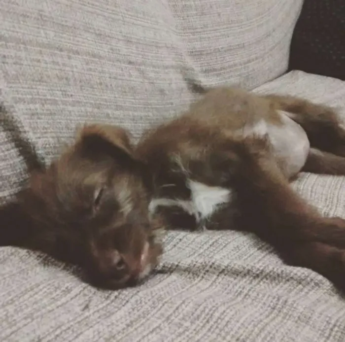 Cachorro ra a sem raça definida idade 2 a 6 meses nome Catarina