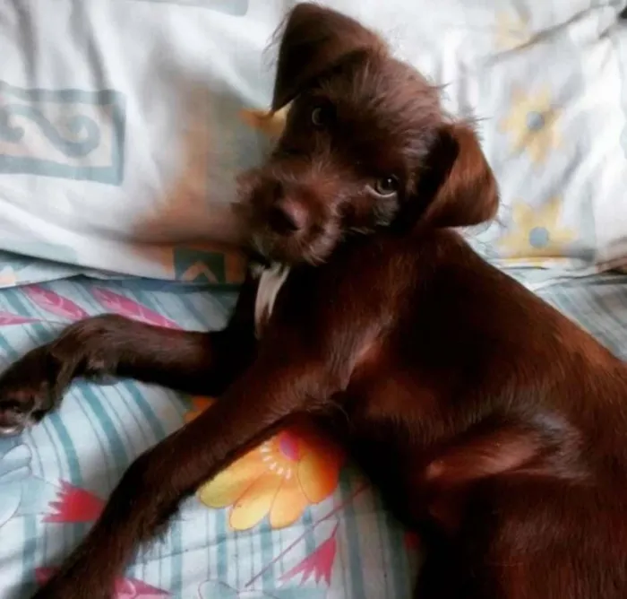 Cachorro ra a sem raça definida idade 2 a 6 meses nome Catarina