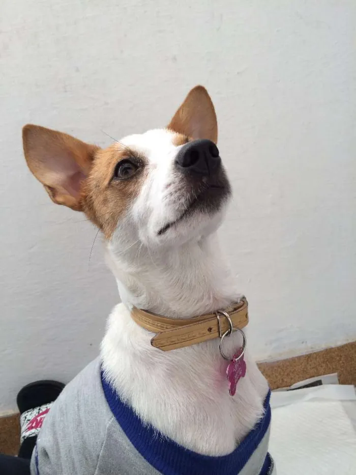 Cachorro ra a SRD idade 2 anos nome Nina