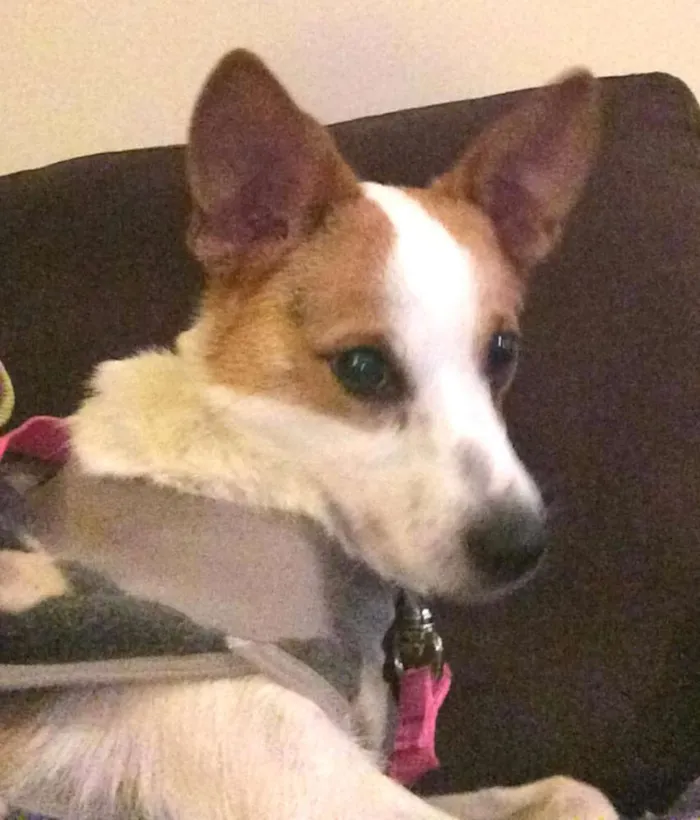 Cachorro ra a SRD idade 2 anos nome Nina