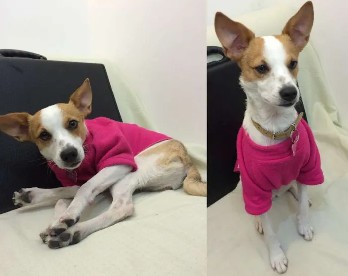 Cachorro ra a SRD idade 2 anos nome Nina