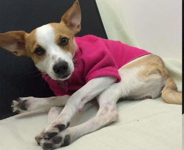 Cachorro ra a SRD idade 2 anos nome Nina