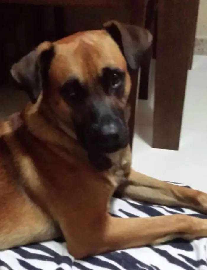 Cachorro raça Vira-lata idade 1 ano nome Tobby