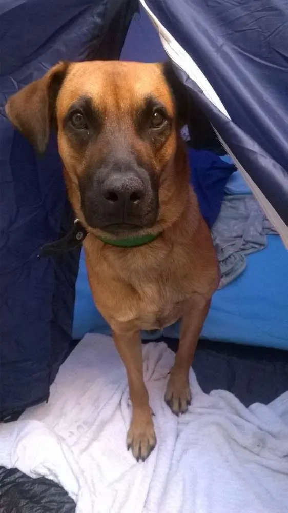 Cachorro raça Vira-lata idade 1 ano nome Tobby
