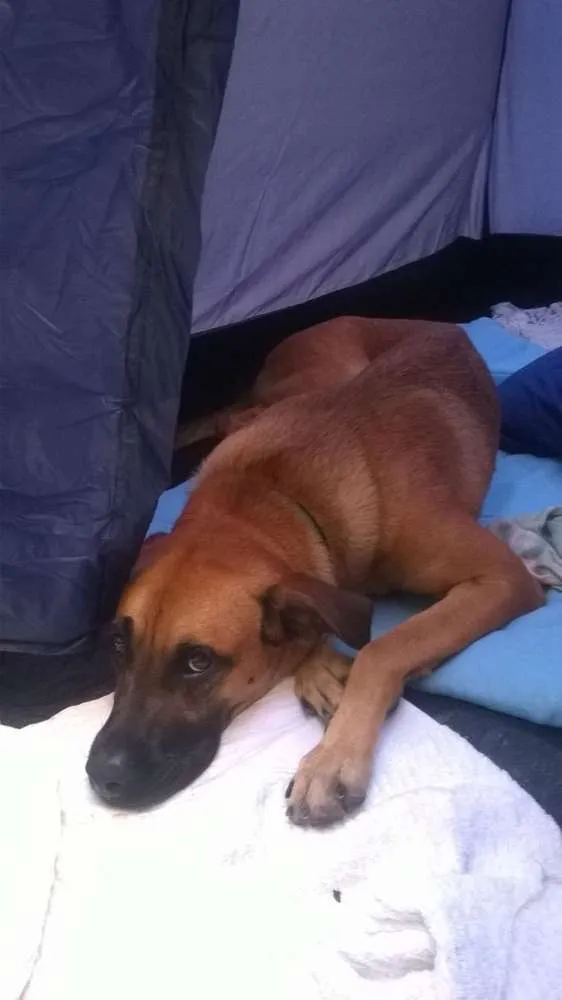 Cachorro raça Vira-lata idade 1 ano nome Tobby
