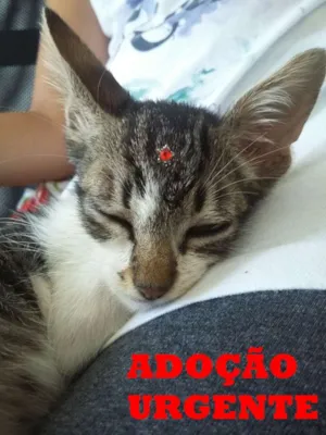 Gato raça SRD idade 2 a 6 meses nome Manuela