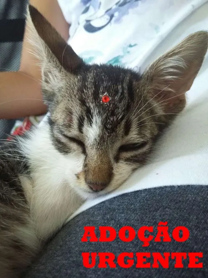 Gato ra a SRD idade 2 a 6 meses nome Manuela