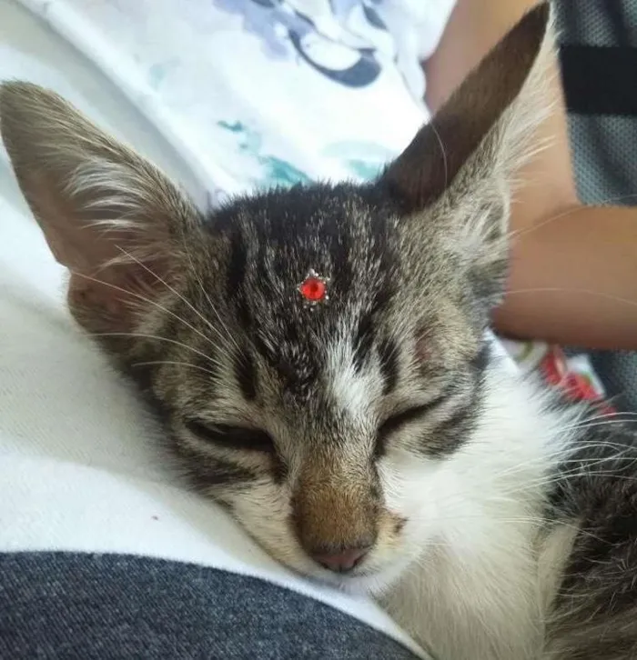 Gato ra a SRD idade 2 a 6 meses nome Manuela