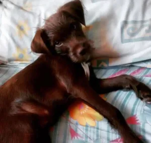 Cachorro raça sem raça definida idade 2 a 6 meses nome Catarina