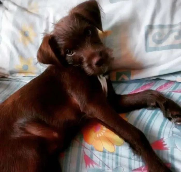 Cachorro ra a sem raça definida idade 2 a 6 meses nome Catarina