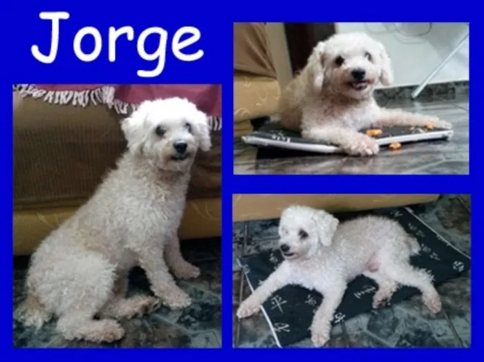 Cachorro ra a Poodle idade 6 ou mais anos nome Jorge