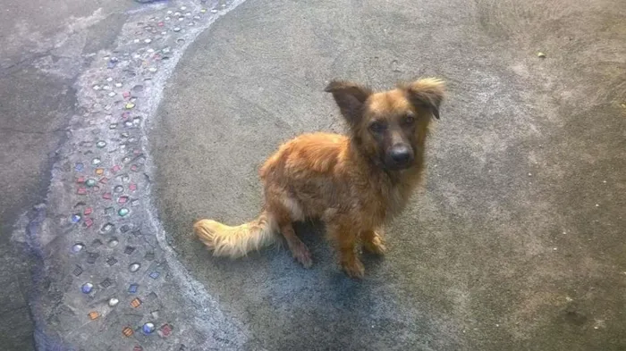 Cachorro ra a VIRALATA idade 2 anos nome MENINA