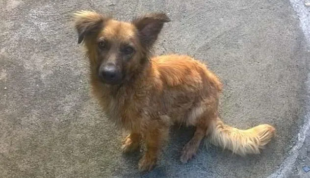 Cachorro ra a VIRALATA idade 2 anos nome MENINA