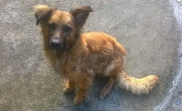 Cachorro ra a VIRALATA idade 2 anos nome MENINA