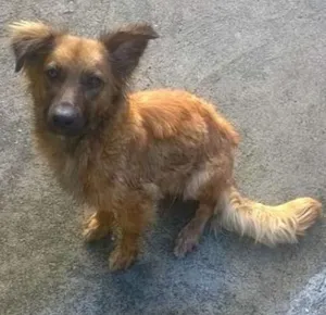 Cachorro raça VIRALATA idade 2 anos nome MENINA