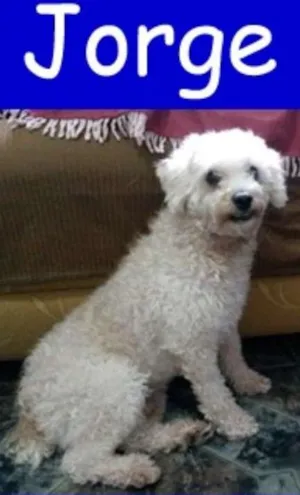 Cachorro raça Poodle idade 6 ou mais anos nome Jorge