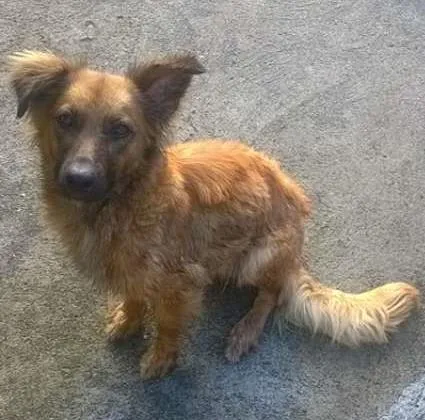 Cachorro ra a VIRALATA idade 2 anos nome MENINA