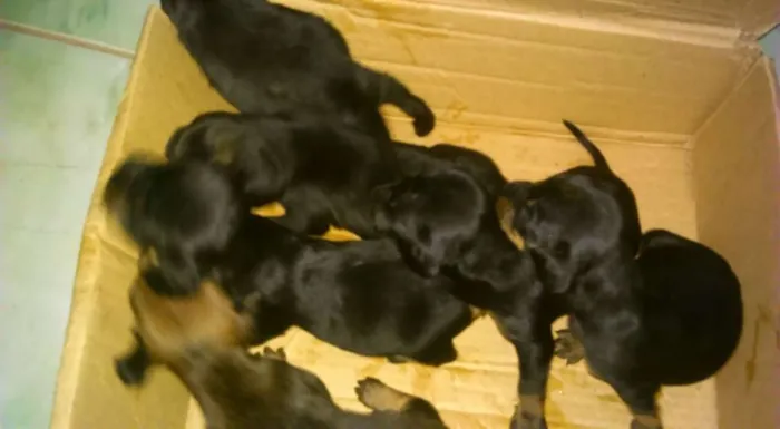 Cachorro ra a viralata idade Abaixo de 2 meses nome sem nome