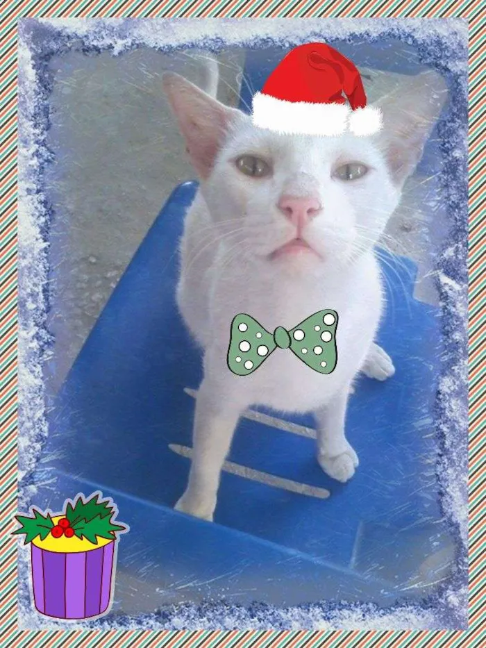 Gato ra a SRD idade 7 a 11 meses nome Snow