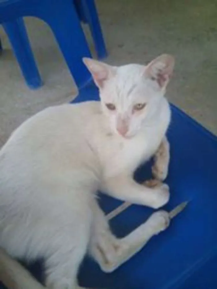 Gato ra a SRD idade 7 a 11 meses nome Snow