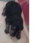 bebê