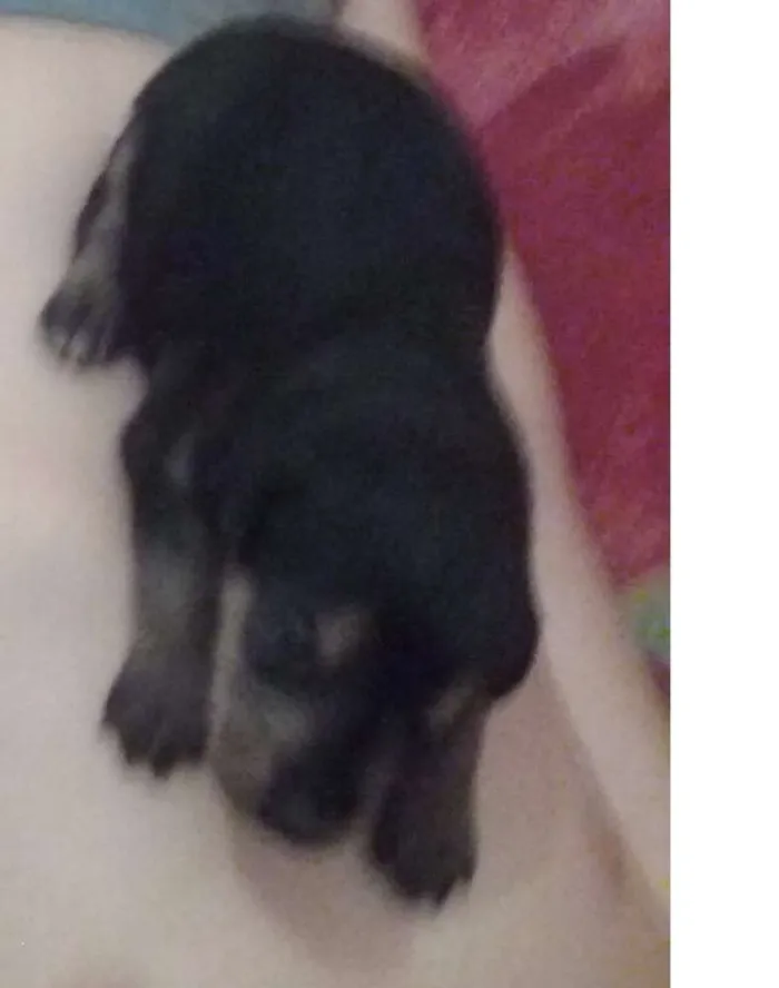 Cachorro ra a vira-lata idade Abaixo de 2 meses nome bebê