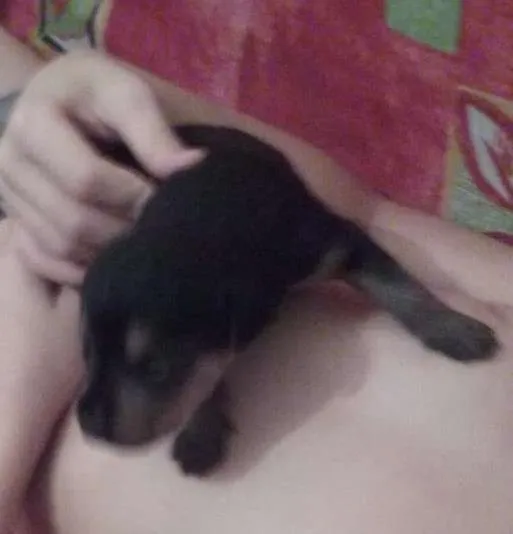 Cachorro ra a vira-lata idade Abaixo de 2 meses nome bebê