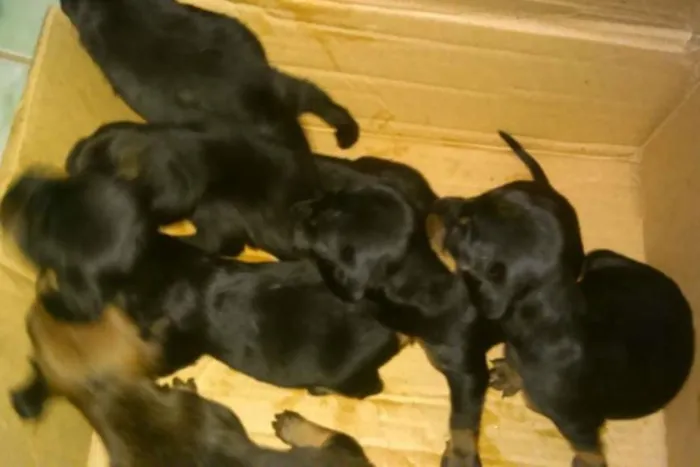 Cachorro ra a viralata idade Abaixo de 2 meses nome sem nome