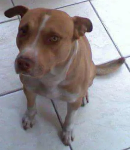 Cachorro ra a Pitbull idade 6 ou mais anos nome Max