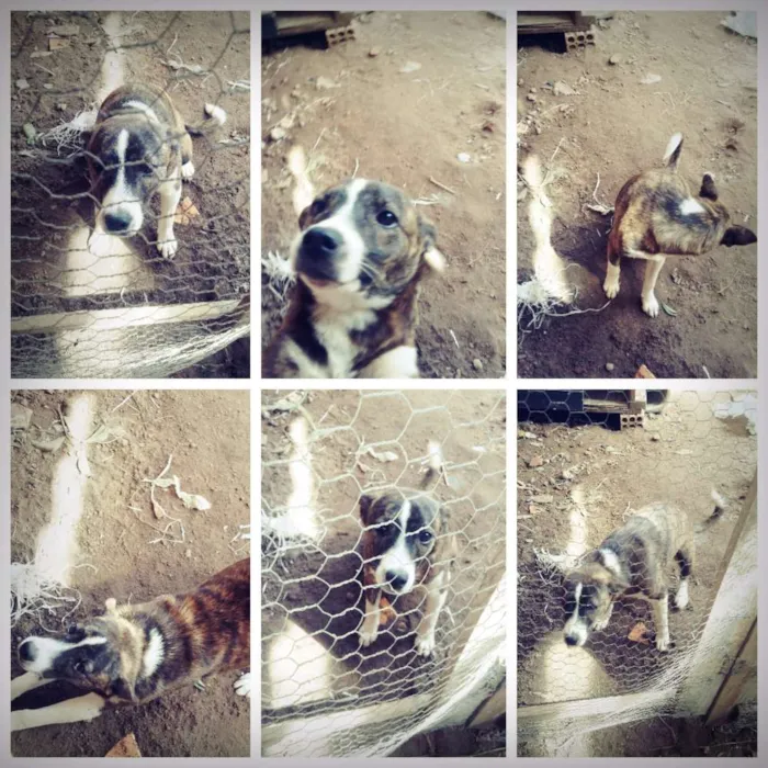 Cachorro ra a Mestiso idade 7 a 11 meses nome Kiara
