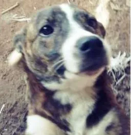 Cachorro raça Mestiso idade 7 a 11 meses nome Kiara