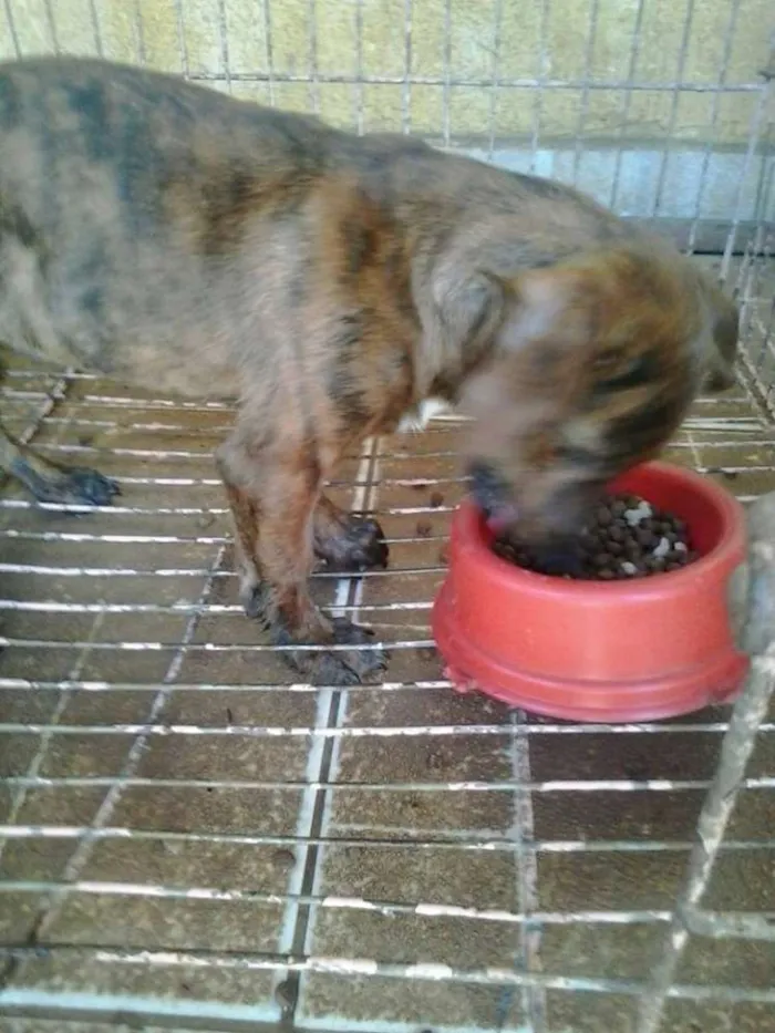 Cachorro ra a SRD idade 7 a 11 meses nome CINDY
