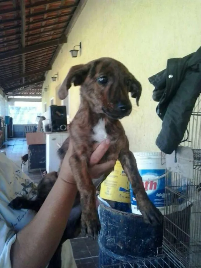Cachorro ra a SRD idade 7 a 11 meses nome CINDY