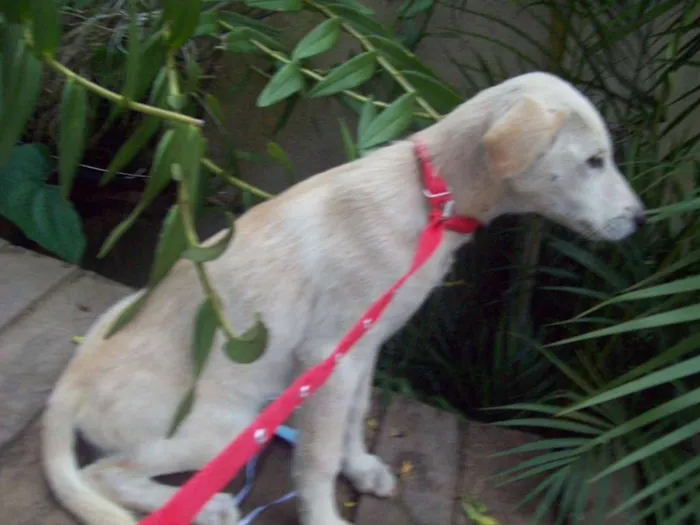Cachorro ra a SRD idade 7 a 11 meses nome CHARLOTE