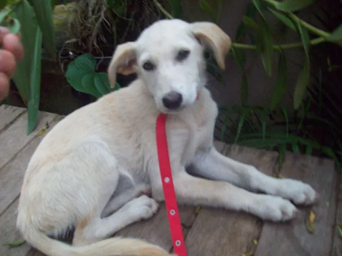 Cachorro ra a SRD idade 7 a 11 meses nome CHARLOTE