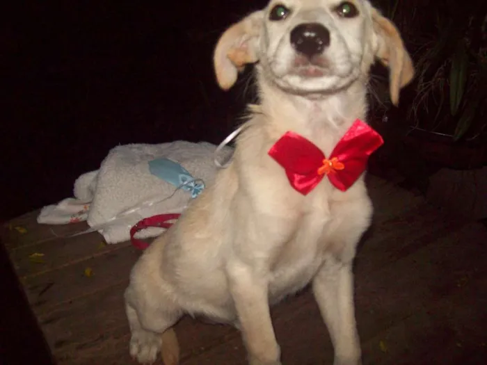 Cachorro ra a SRD idade 7 a 11 meses nome CHARLOTE