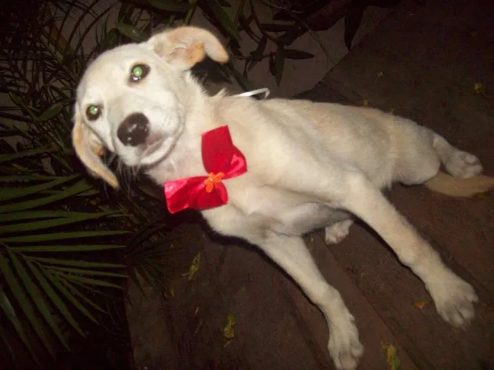 Cachorro ra a SRD idade 7 a 11 meses nome CHARLOTE