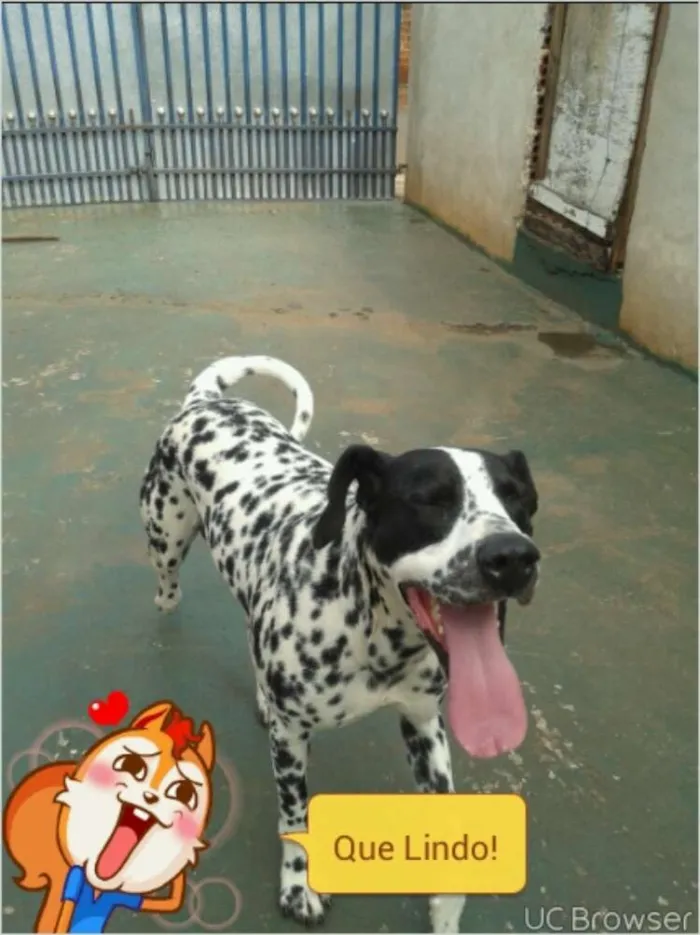 Cachorro ra a Dalmata idade 3 anos nome Freddie