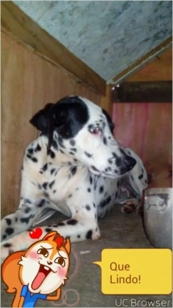 Cachorro ra a Dalmata idade 3 anos nome Freddie